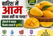 बारिश में आम खाना सही या गलत? डॉक्टरों ने बताया कितना खाना है सुरक्षित बारिश में आम खाना सही या गलत? डॉक्टरों ने बताया कितना खाना है सुरक्षित